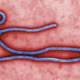 Image for article titled Turns Out the Ebola Virus Can Be Sexually Transmitted
